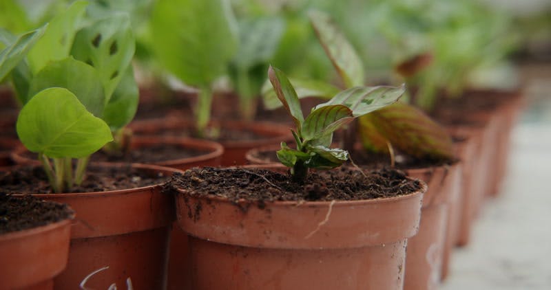 Pots Greenhouse Greenery Leaves By M Art Production Stock Footage