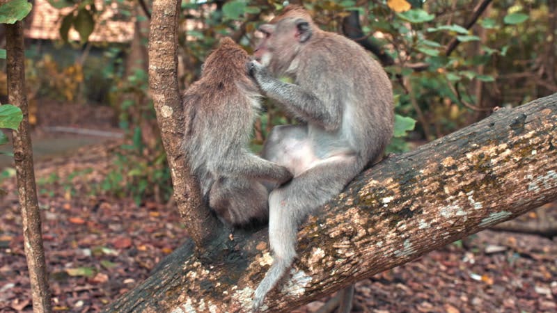 Monkey Grooming Delousing Picking By Timelab Pro Stock Footage