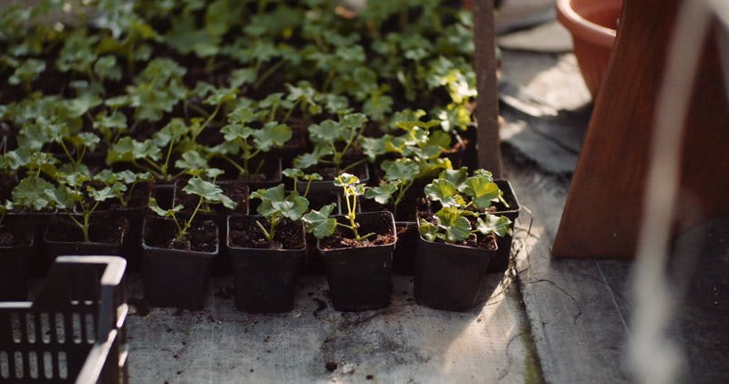 Working Tray Potted Plants Growth By Film Spirits Stock Footage