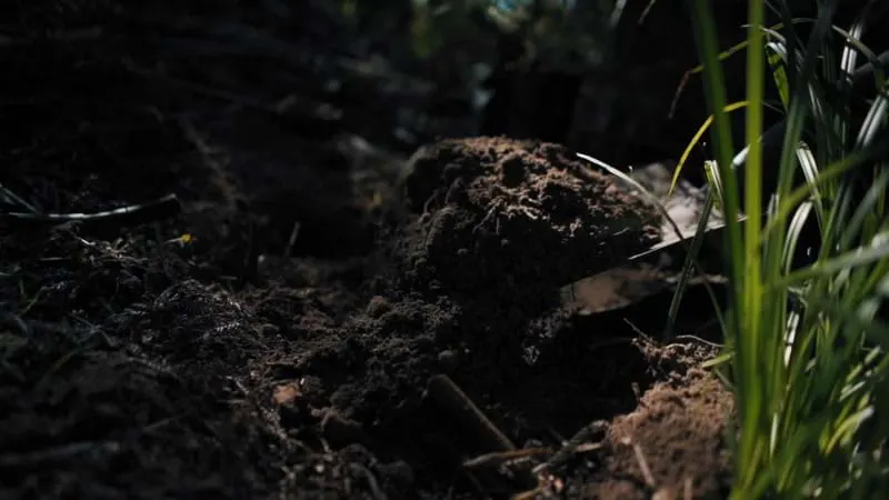 Person, Digging, Shovel, Soil by Brandon Li – Stock Footage | Artlist