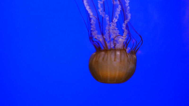 jellyfish-ocean-jelly-fish-blue-background