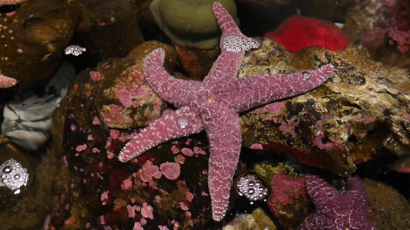 starfish-ocean-underwater-pebbles