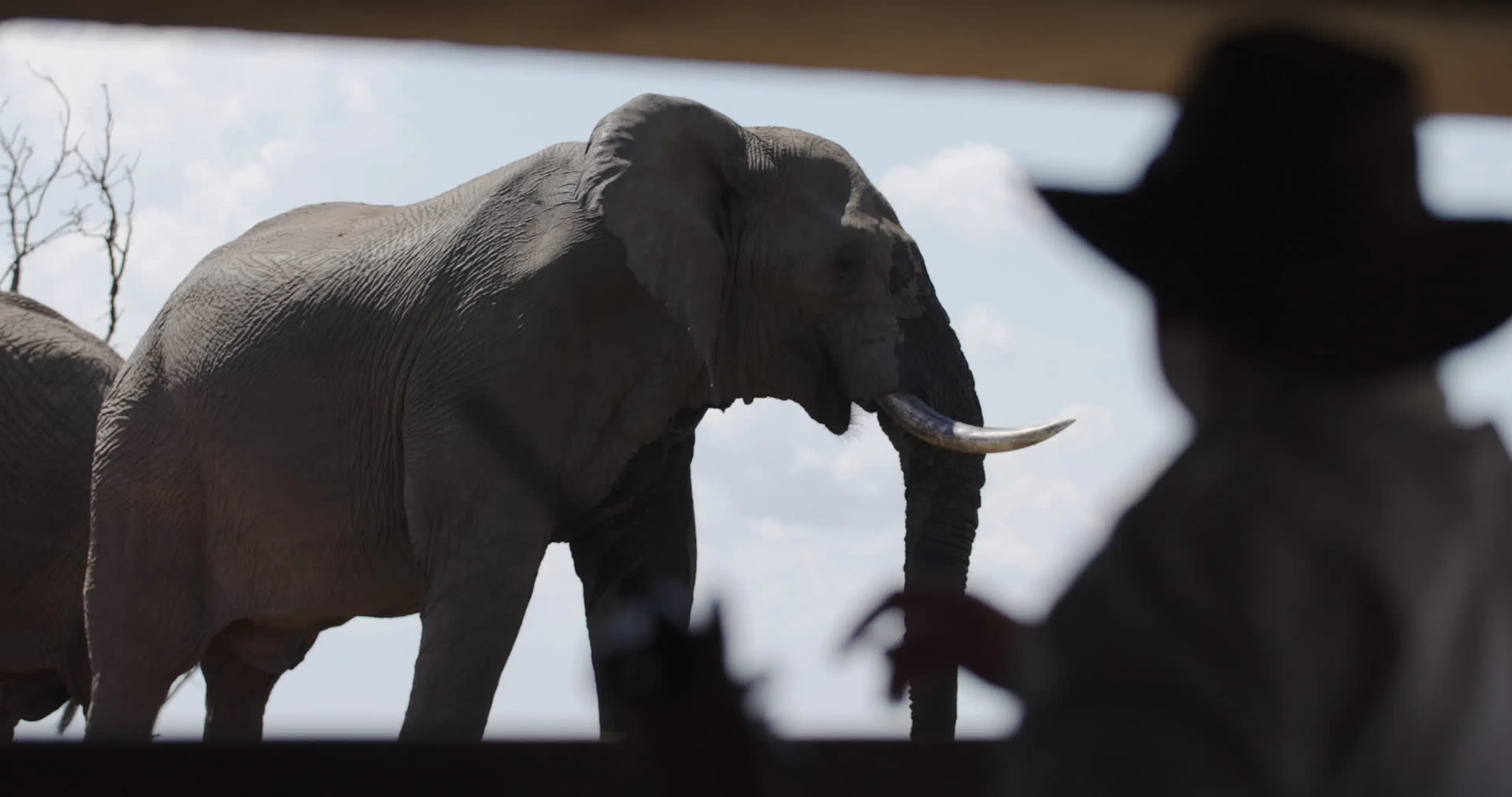 Discover extraordinary-african-wildlife, a story-driven footage