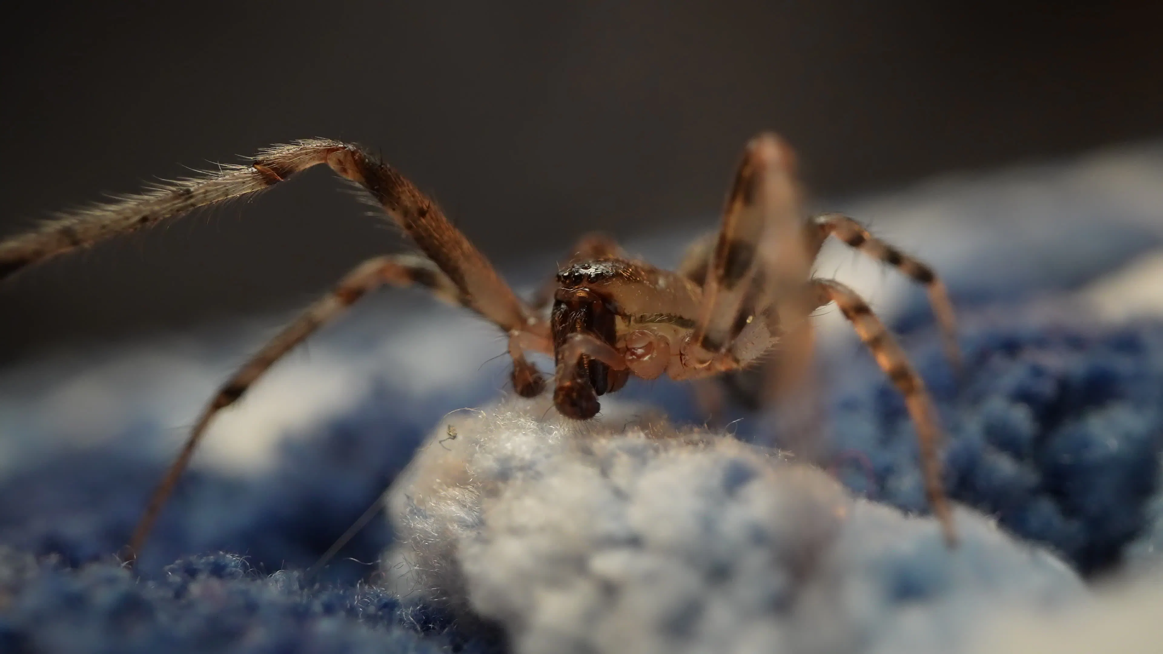 Discover spider-walking, a story-driven footage | Artlist