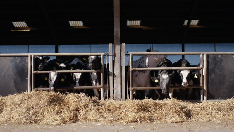 dairy cows in an enclosure 