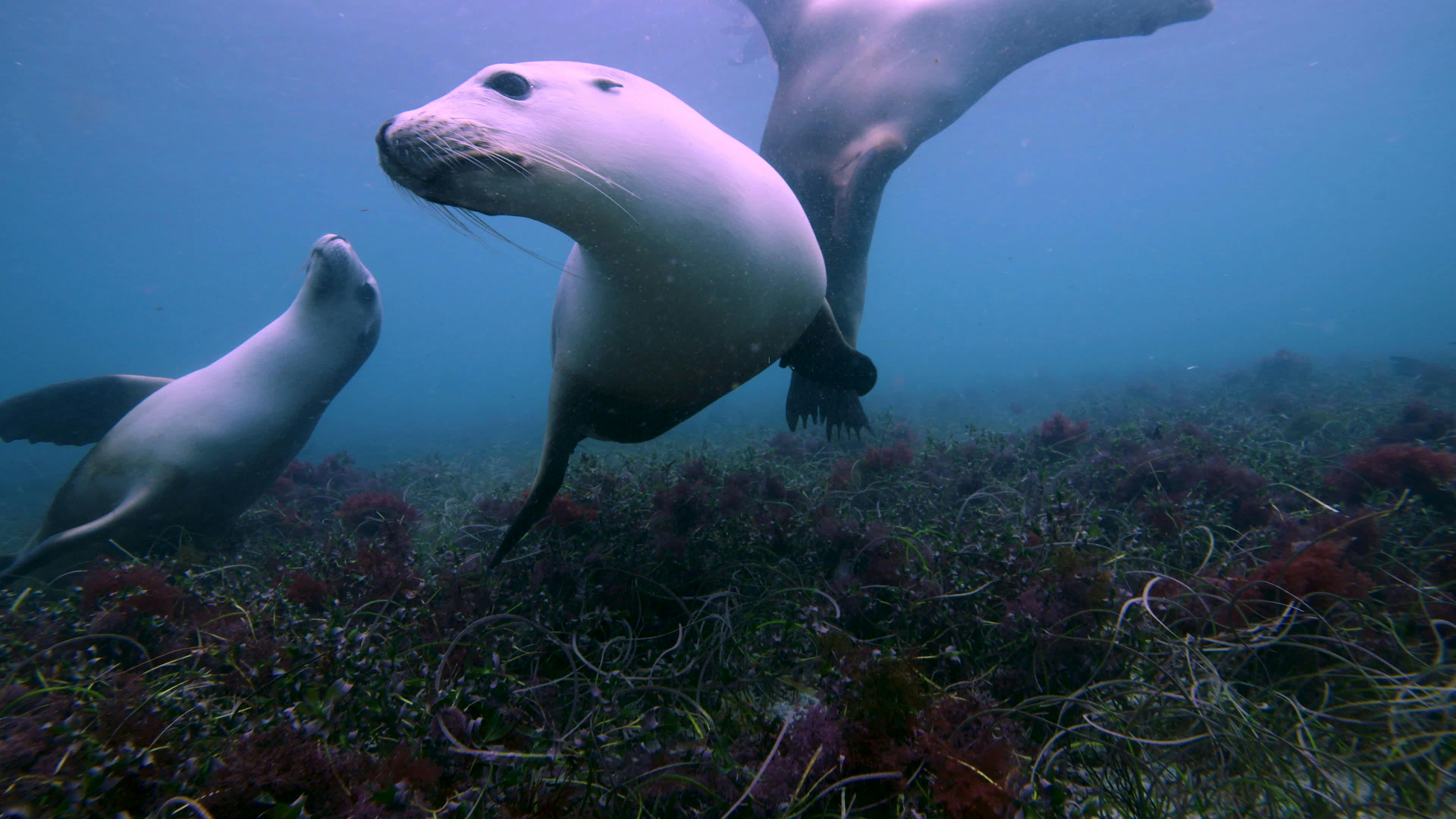 Discover Australian Sea Lions, a story-driven footage | Artlist