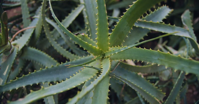 Aloe vera plants outdoors 