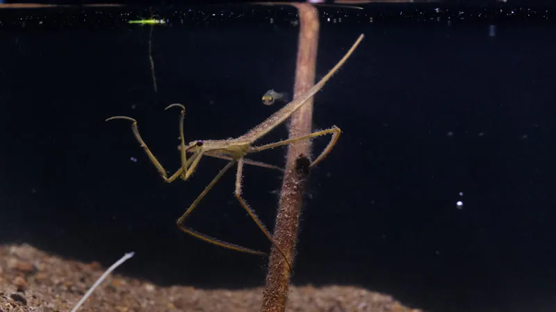 Aquarium, Predator, Water Stick Insect, Legs by Benedikt Pleyer – Stock ...