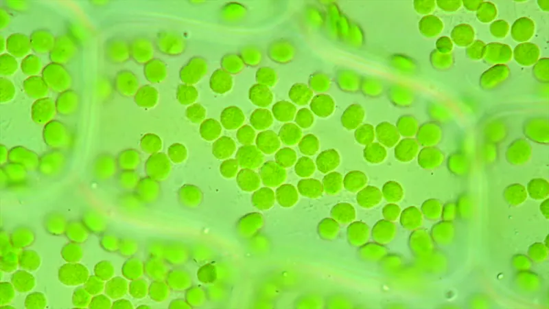 Photosynthesis, Microscopic, Microscope, Plant by Benedikt Pleyer ...
