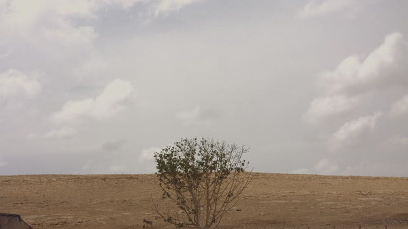 green tree in barren desert on cloudy day