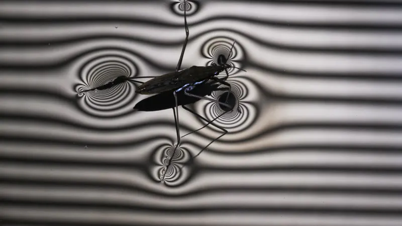 Bug, Water Physics, Surface Tension, Floating by Benedikt Pleyer ...