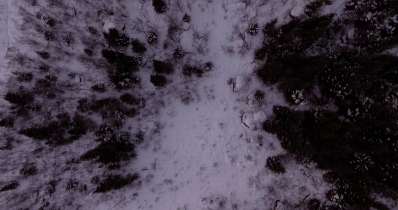 trees with snow aerial