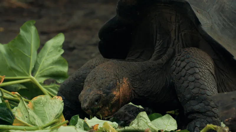Ectotherm, Turtles, Galapagos Islands, Nature by Roadlifers – Stock ...