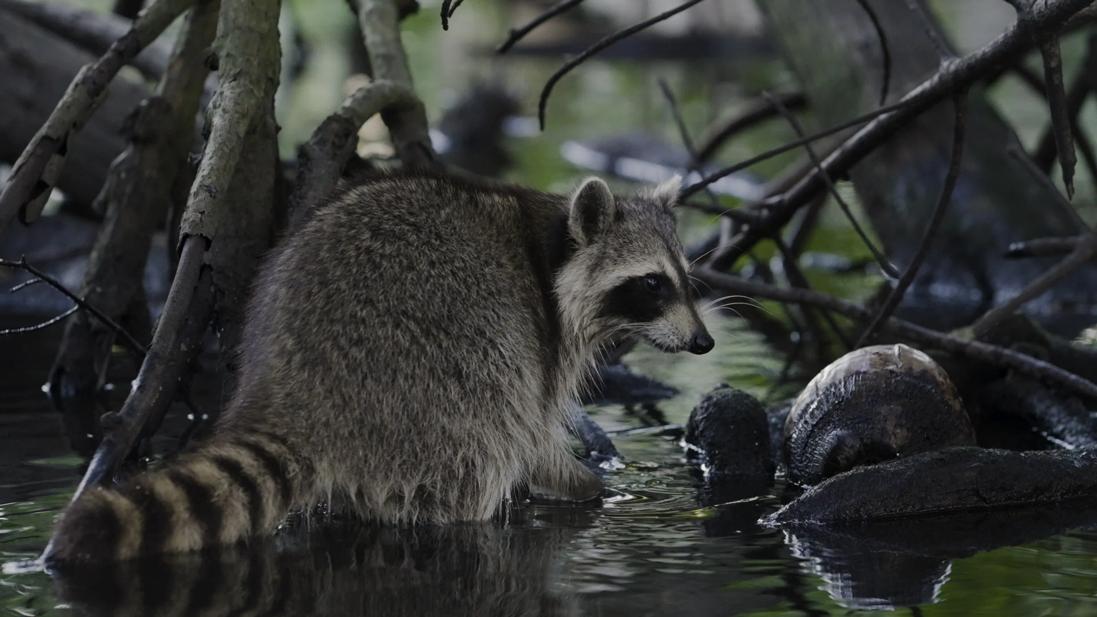 Discover mangrove-forest-raccoons, a story-driven footage | Artlist