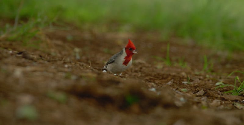 small red bird standing on ground and flying away