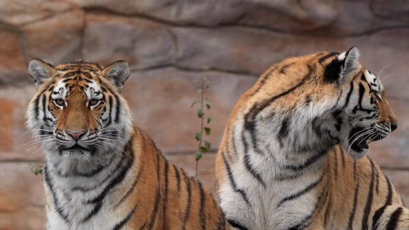 two Siberian tigers looking straight at the camera 