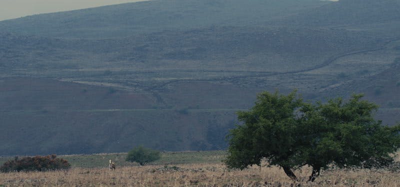 Horse standing in open field with hill behind it