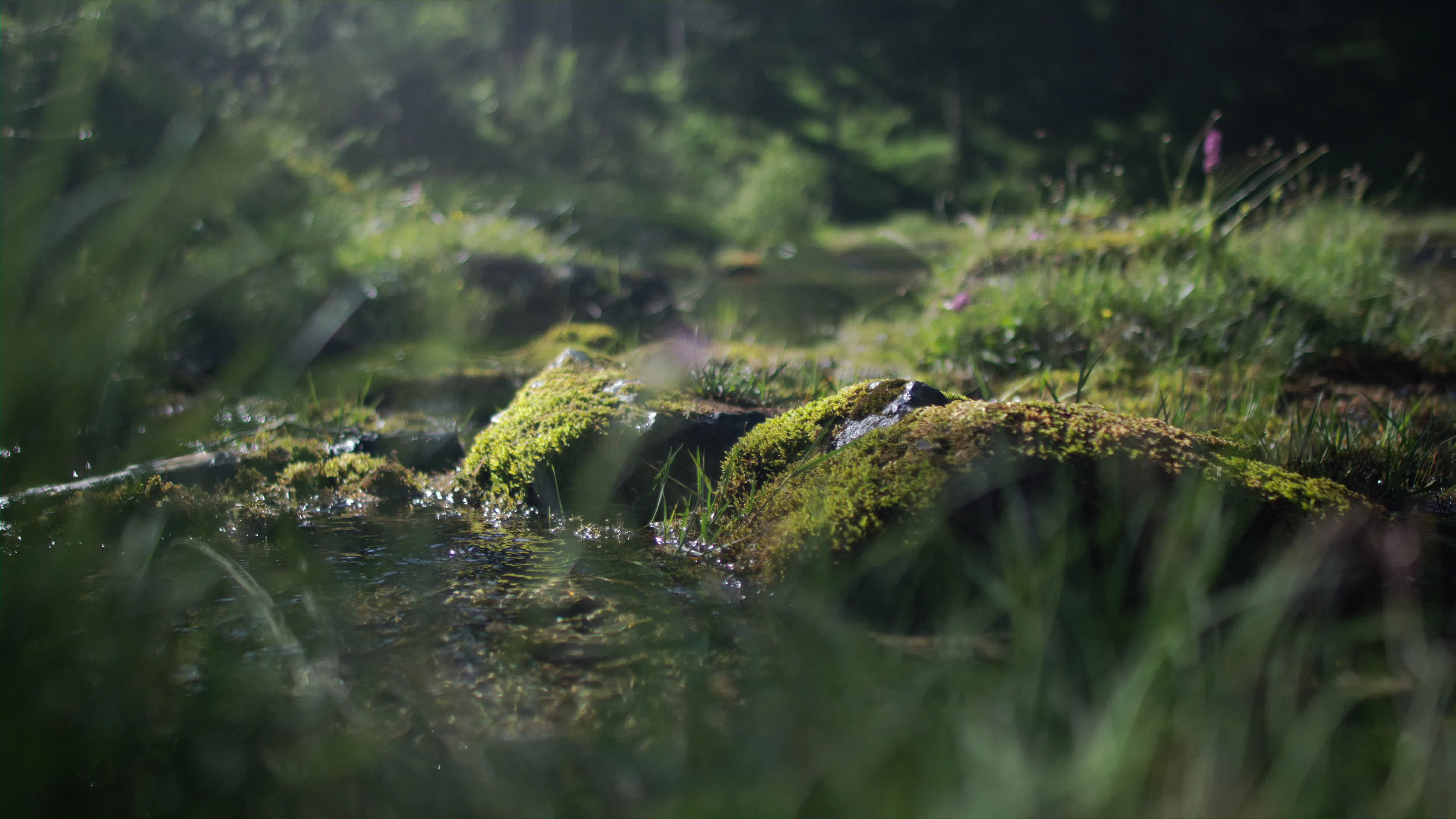 Discover spring-water, a story-driven footage | Artlist
