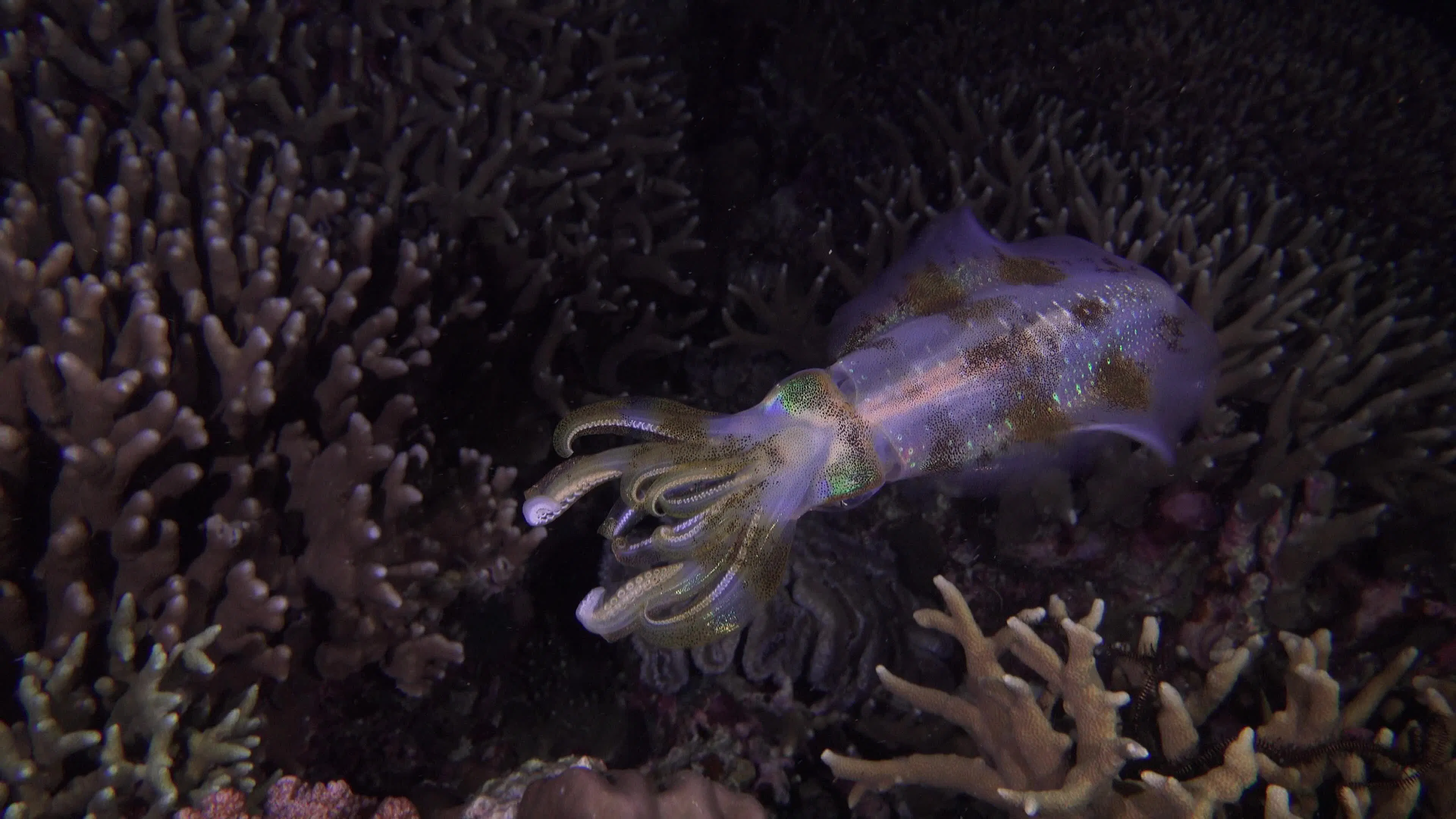 Discover squids-and-cuttlefish-underwater, a story-driven footage | Artlist