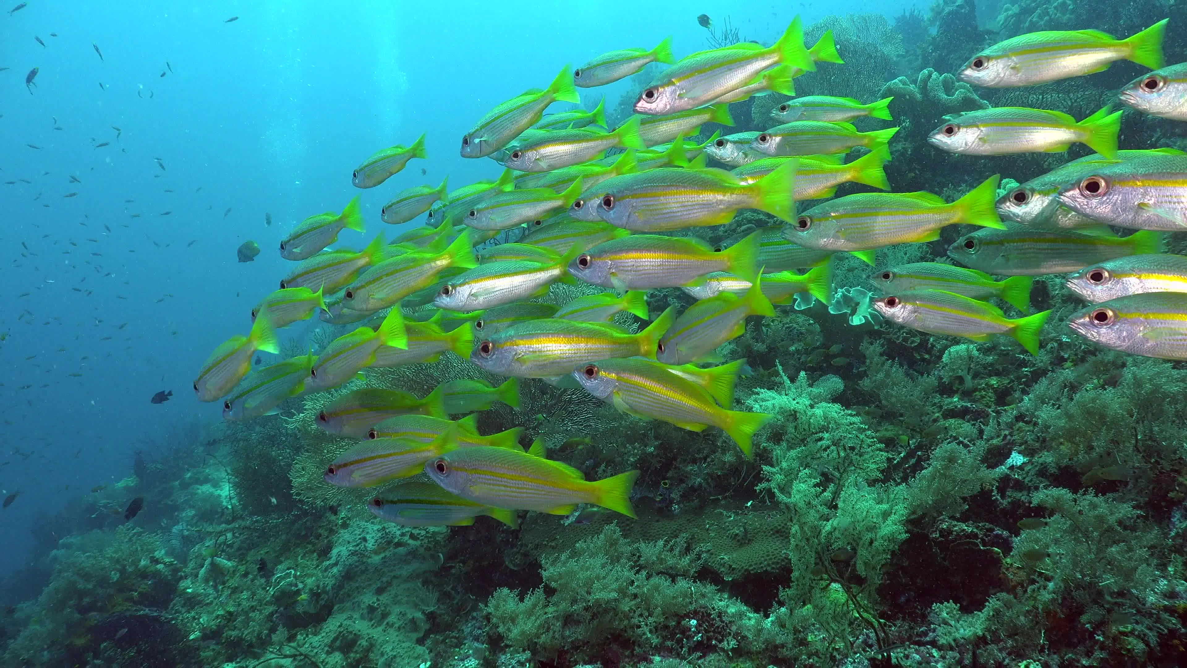 Discover reef-fish, a story-driven footage | Artlist