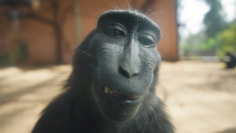 Monkey, Sulawesi Black Macaques, Zoo, Portrait by Ami Bornstein – Stock ...