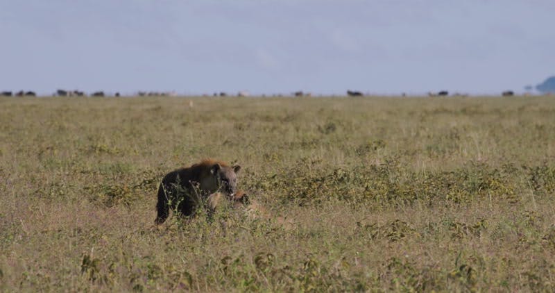 Hyena Scavenger Walking Serengeti by Day #39 s Edge Productions Stock Hyena Scavenger Walking Serengeti by Day #39 s Edge Productions Stock