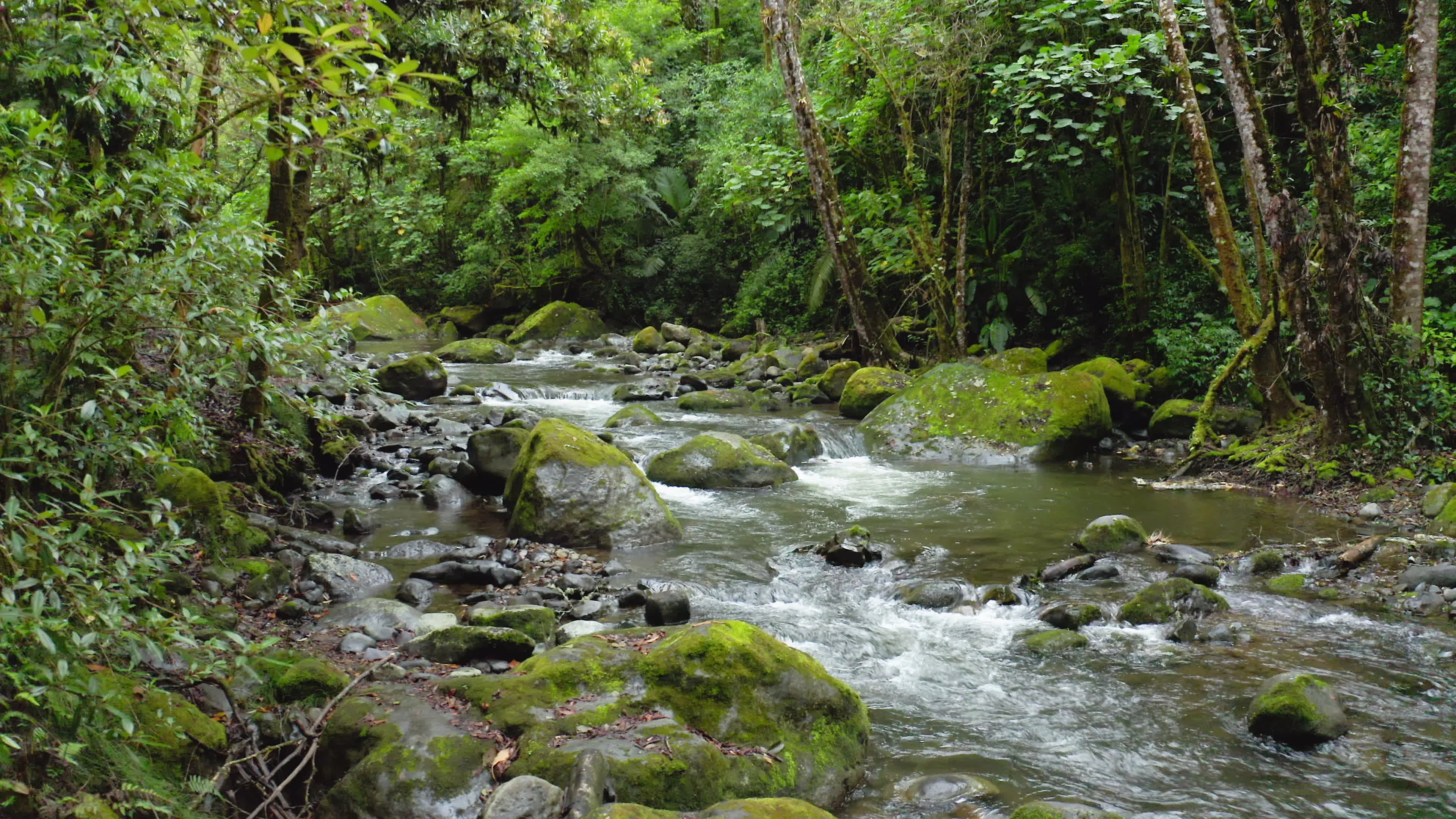 Discover savegre-river-in-costa-rica, a story-driven footage | Artlist