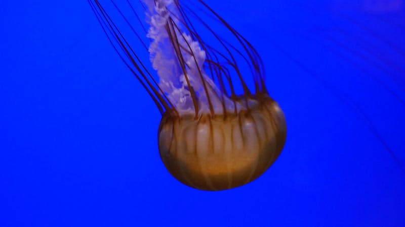aquarium-sealife-marine-marinelife