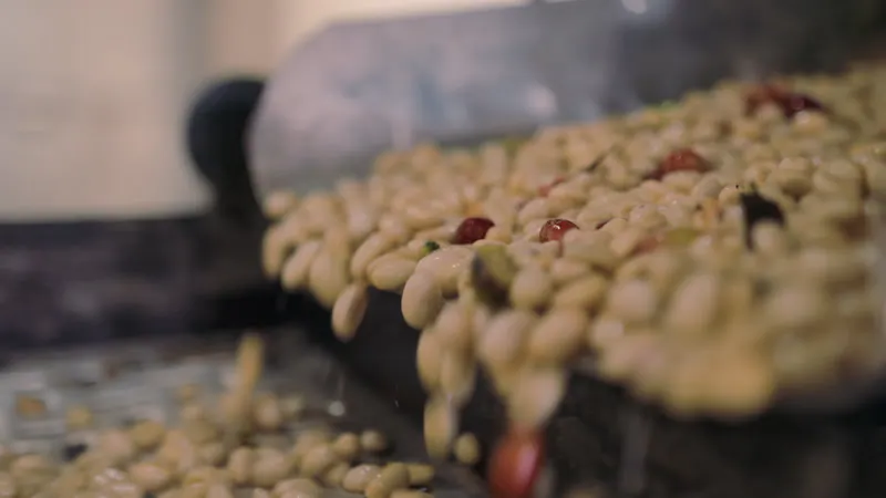 Hulling, Traditional, Process, Coffee Cherries by Wind Collective ...