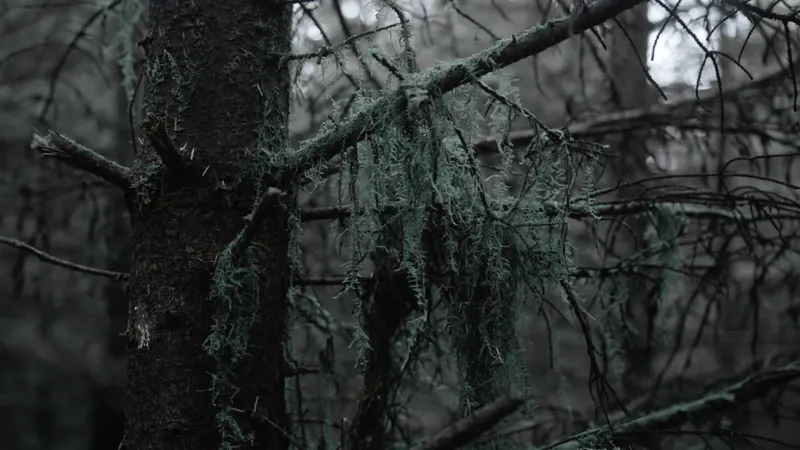 Tree, Dim, Woods, England by Gaius Brown – Stock Footage | Artlist