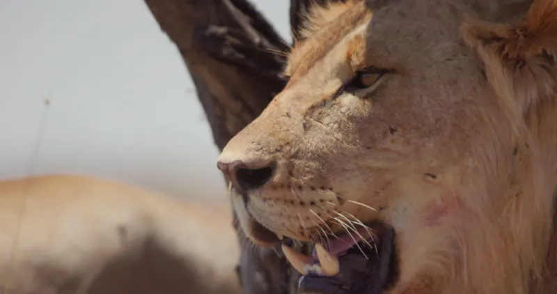 Panthera, Tree, Africa, Kenya by Stand Up for Nature – Stock Footage ...