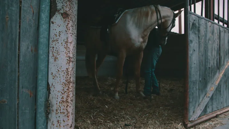 Man, Preparation, Stable, Horse by Omri Ohana – Stock Footage | Artlist