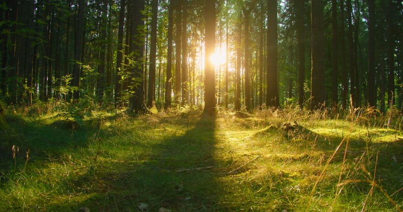 Woods Vegetation Trees Sunbeams By Igor Tichonow Stock Footage Artlist