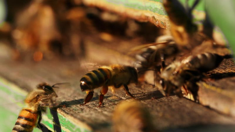 WHAT IS AN APIARY visual data 7