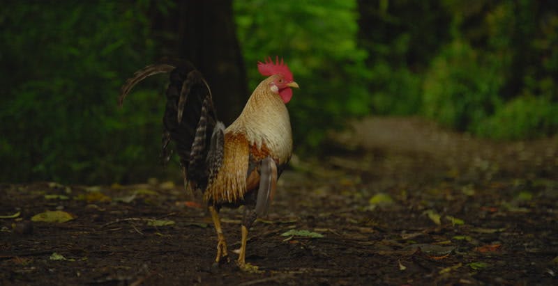 rooster walking on muddy ground by trees