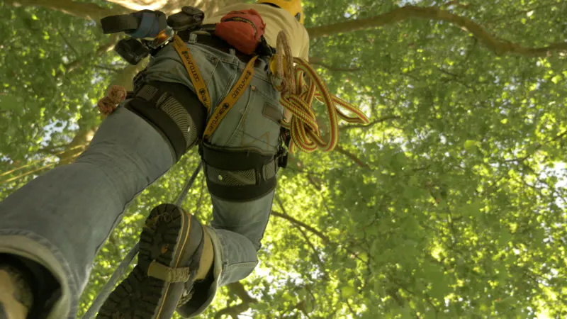 Abseiling, Tree, Man, Climbing by Renault – Stock Footage | Artlist