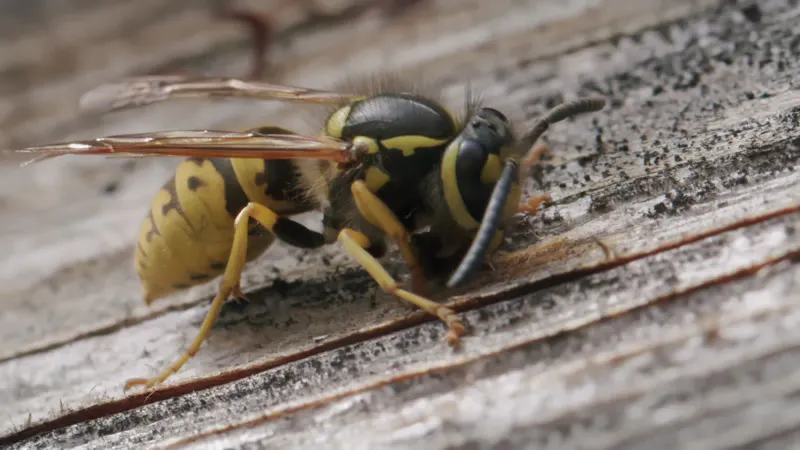 Creature, Foraging, Insect, Bug by Gentle Steps – Stock Footage | Artlist