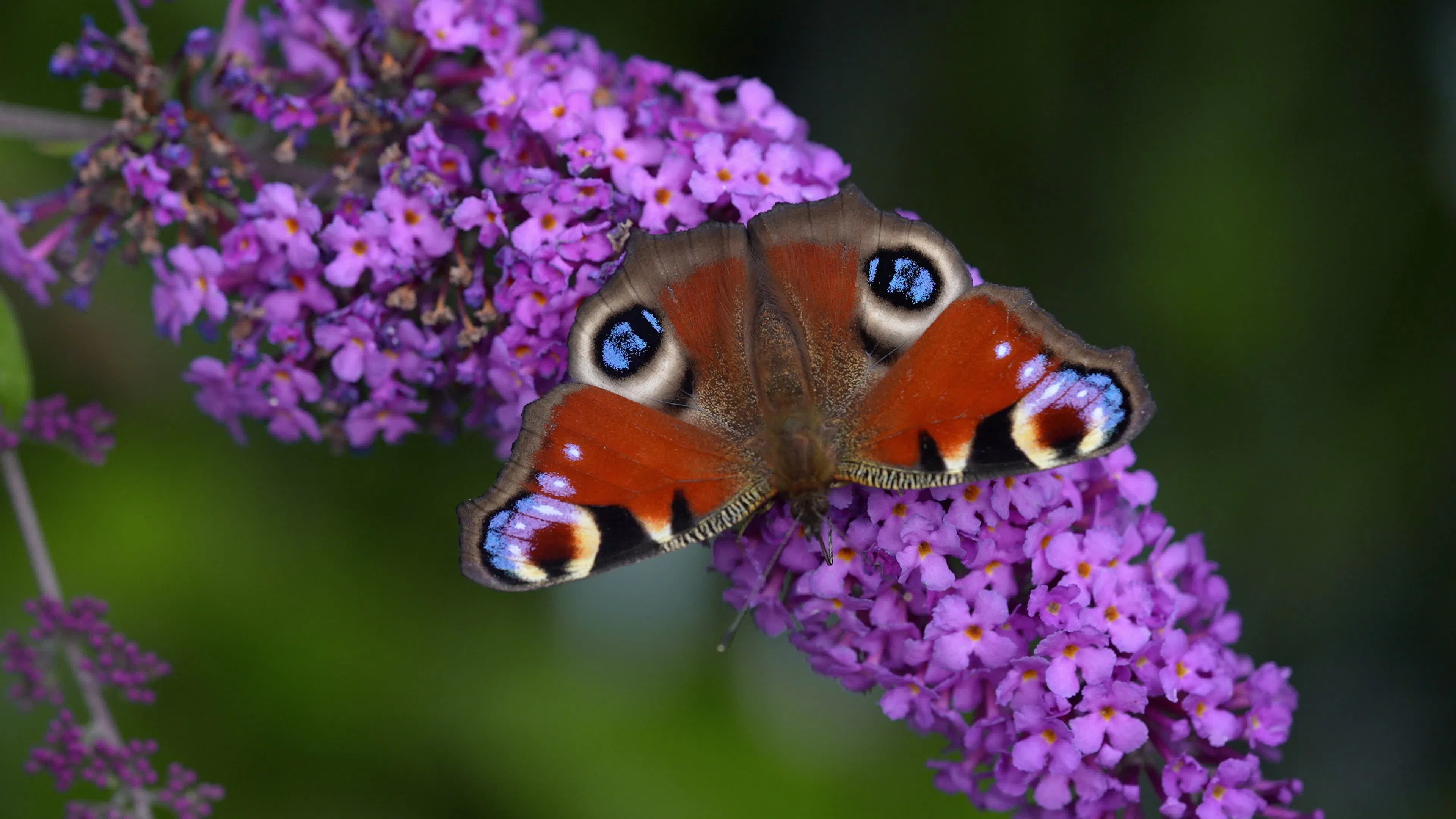 Discover garden-insects-pollinating, a story-driven footage | Artlist