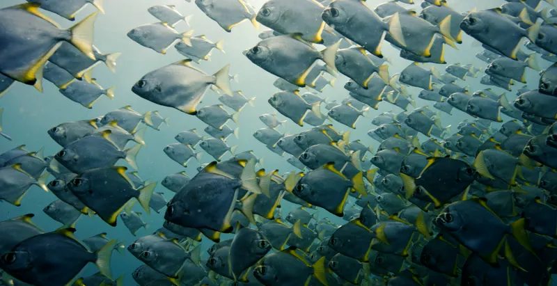 Fish, Underwater, Marine, Sea by Caleb Ware – Stock Footage | Artlist