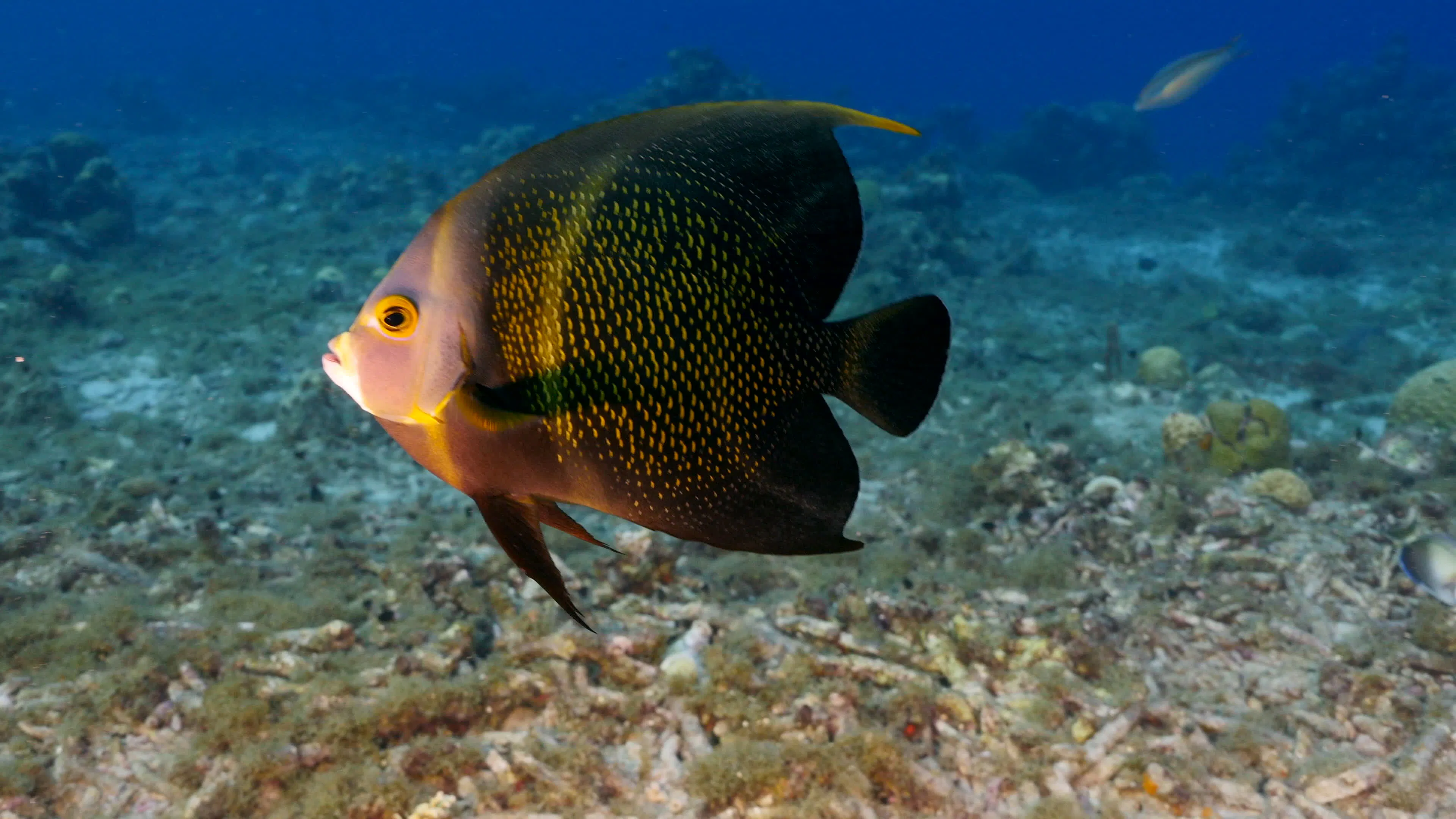 Discover angelfish, a story-driven footage | Artlist