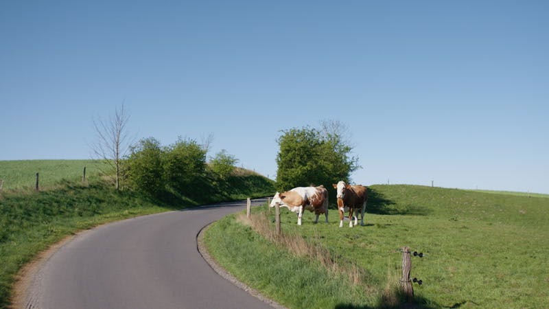 cows on the side of the road 