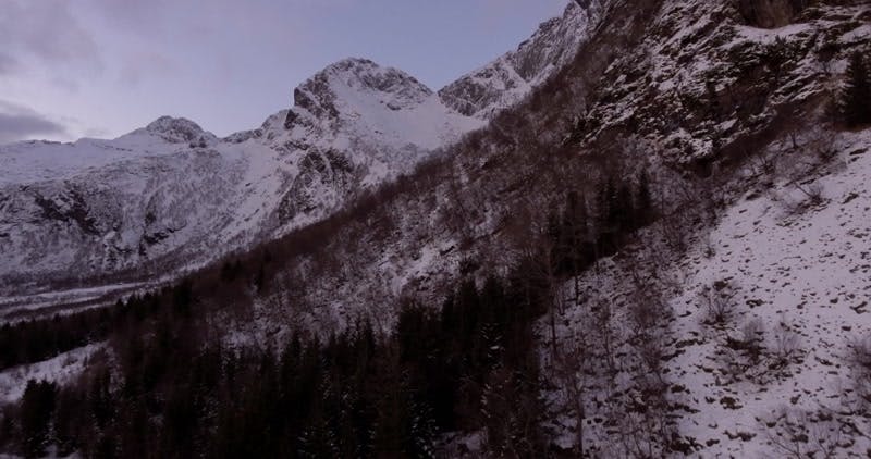 trees by a snowy mountain aerial