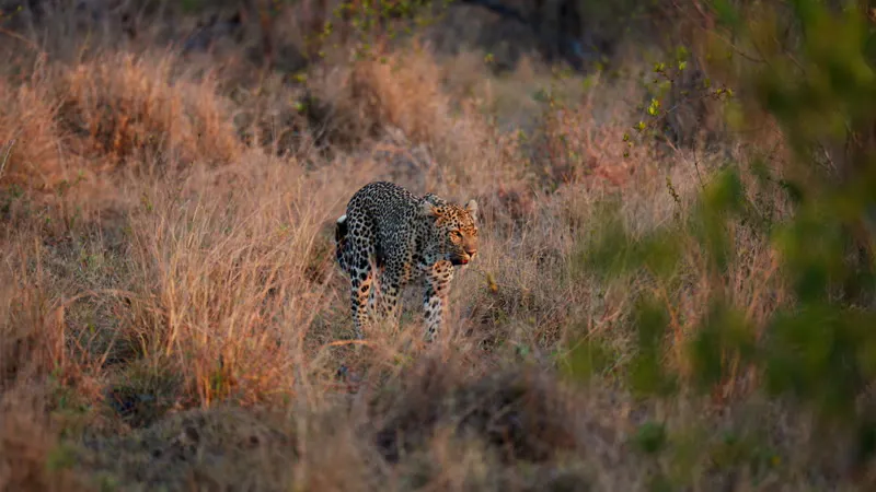 Panthera, Rosettes, Leopard, South Africa by Alpha Visuals – Stock ...