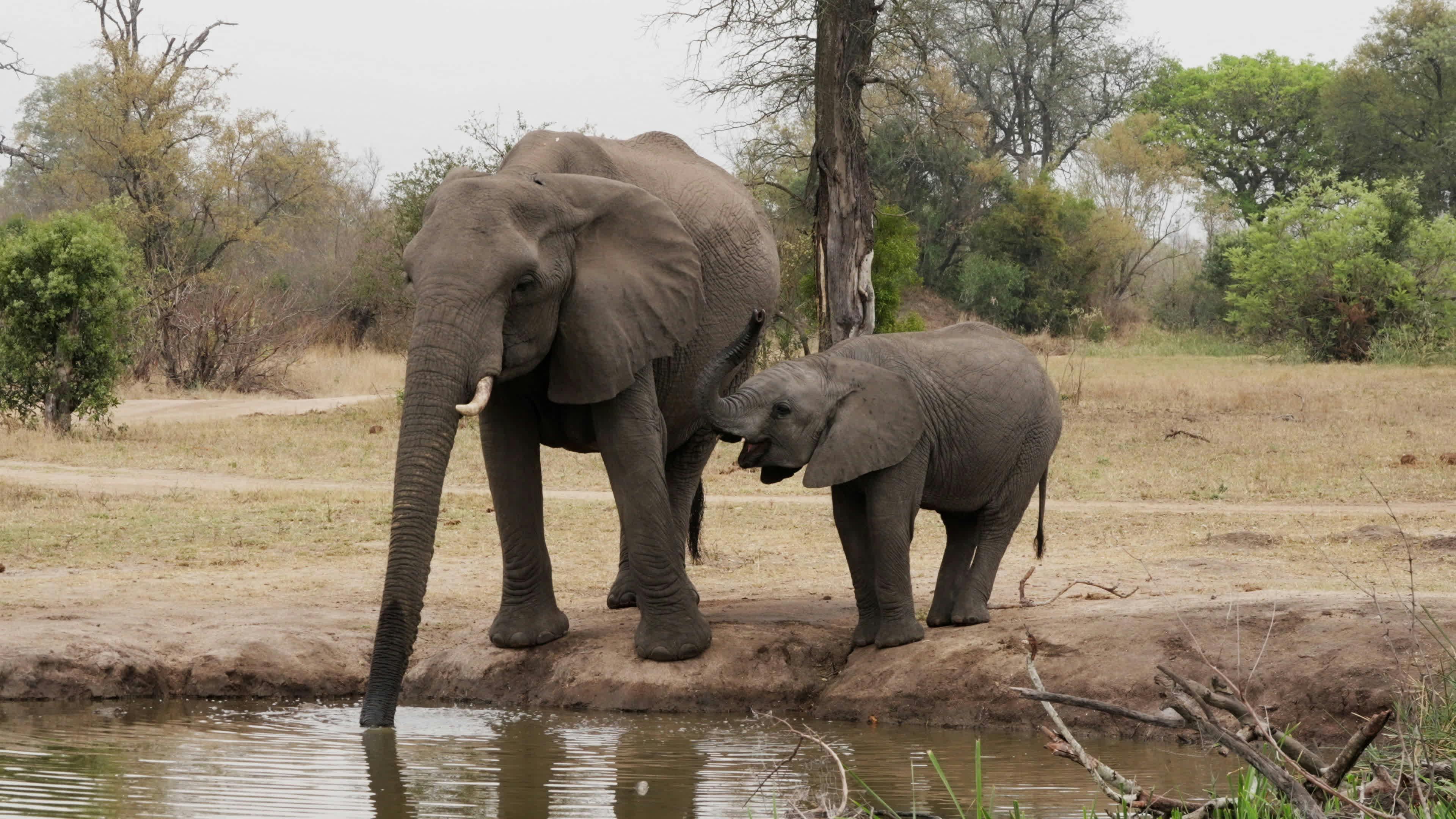 discover-south-african-elephants-a-story-driven-footage-artlist