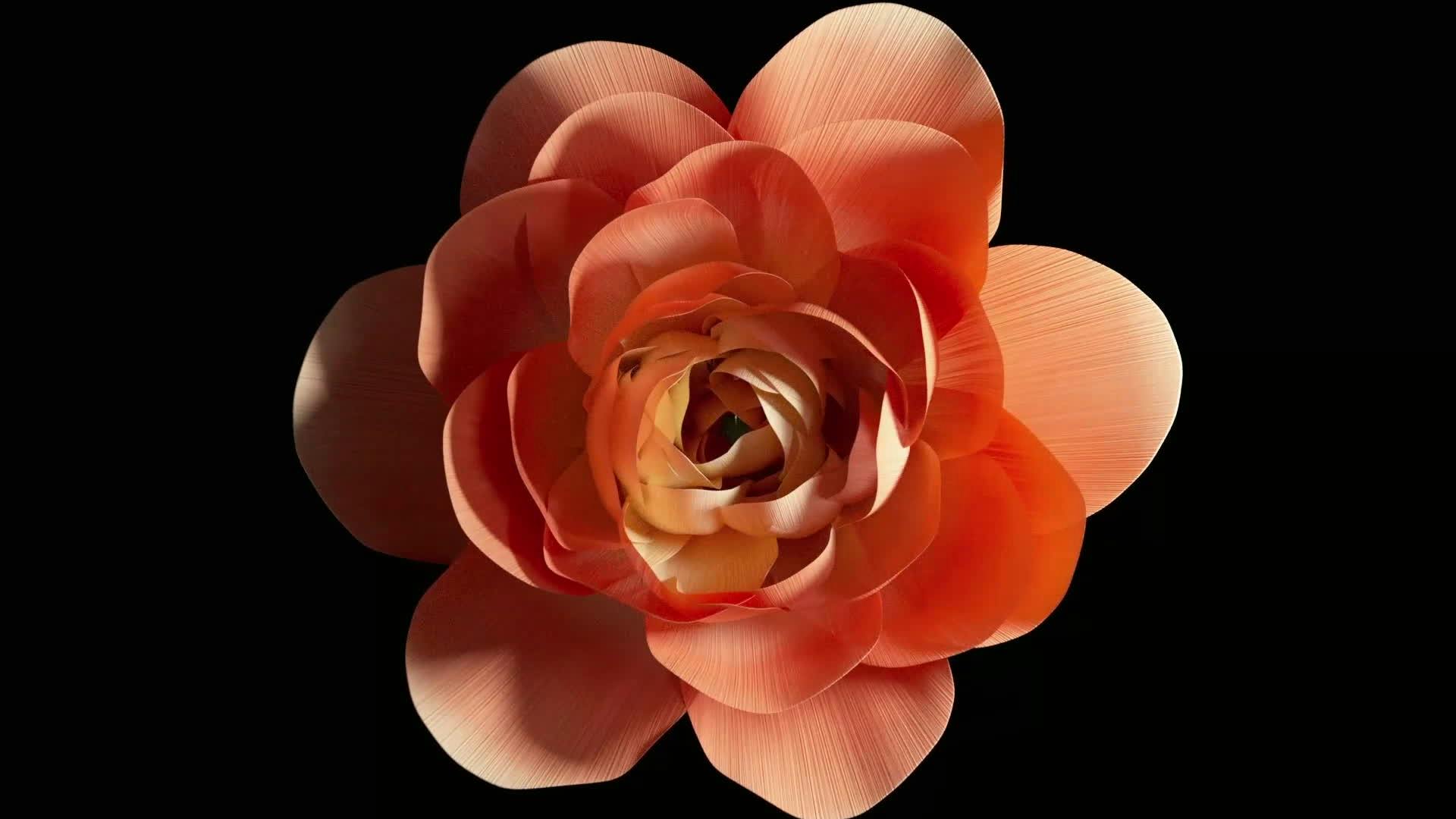 Discover animated-blooming-flowers, a story-driven footage