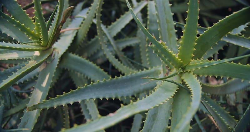 Aloe vera plants 