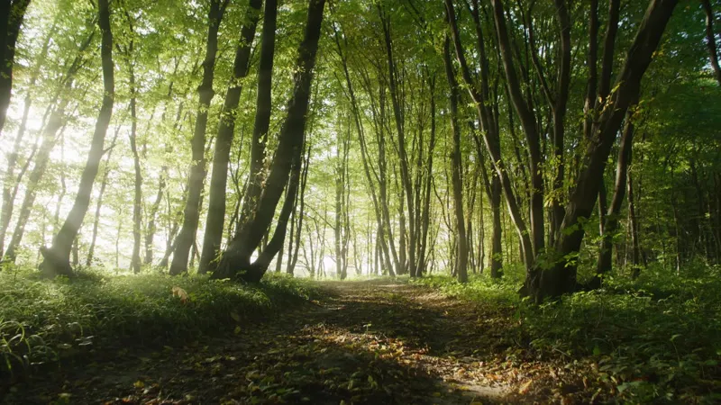 Trees, Sunlight, Trunk, Ground by Mykhailo Drohomyretskyi – Stock ...