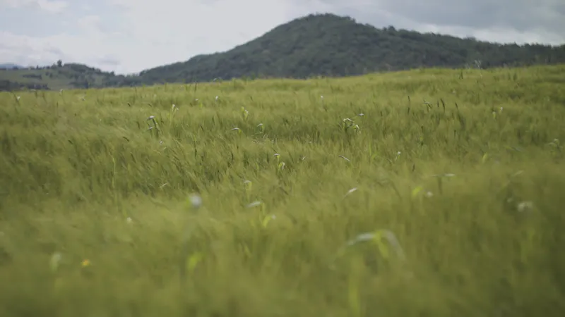 Wheat Field, Windy, Growth, Crops by The Makkina – Stock Footage | Artlist