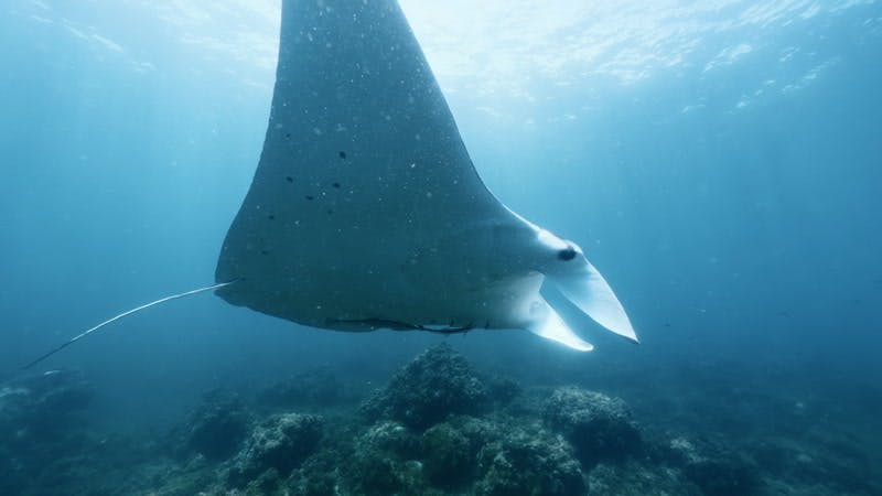 Giant Manta Ray, Marine Life, Julian Rocks, Underwater by Guillaume ...