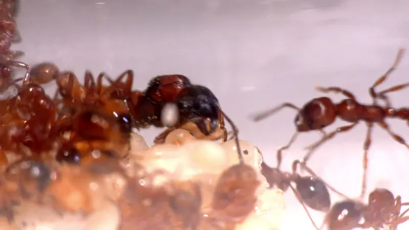 Fire Ants, Insects, Colony, Manica Rubida by Viktor Skaličan – Stock ...